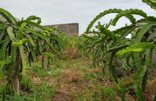 Paraiso Madeira - Suites - Foto 3