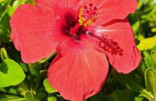 Endless Summer - Photo 37