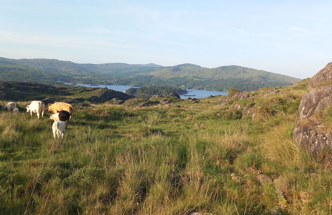 Cuckoo Tree House, Glengarriff, Beara Peninsula - Foto 37