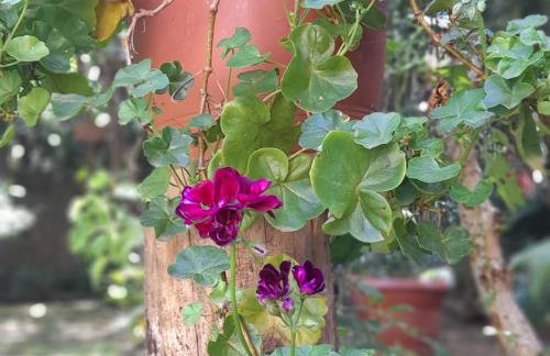 Casa Vista do Vale próxima ao Vale dos Vinhedos - Foto 34