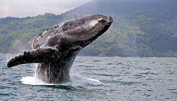 Megattere a a Baia Malaga