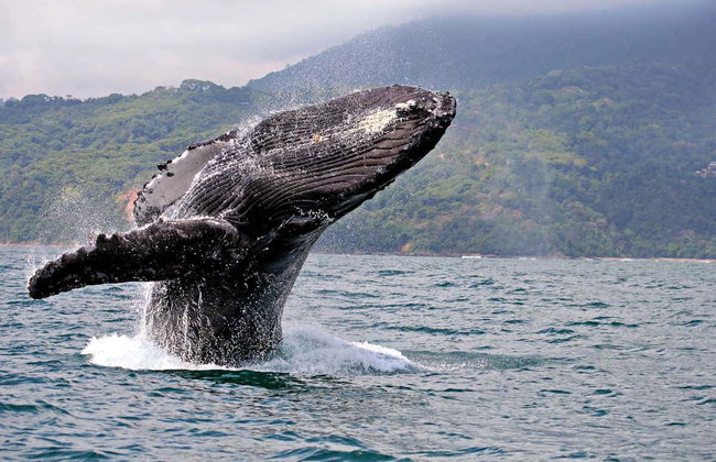 Whale Watching from Cali - Photo 3
