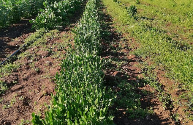 Masseria Stali, The Originals Relais - Foto 22