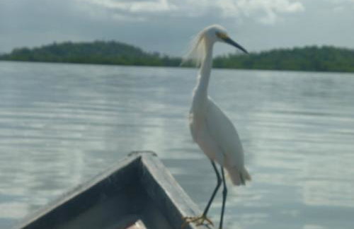 Abelha & Peixe Boi - Photo 18