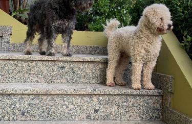 Corazón do Val da Louriña-Área Vigo - Foto 39