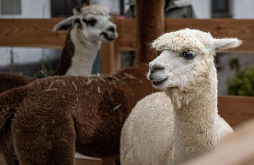 Schauerhof - Photo 11