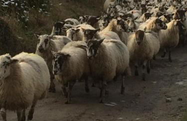 Luxurious Granny House Bell Busk in Malhamdale - Foto 43