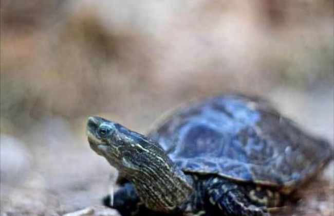 Stone Village - Photo 25