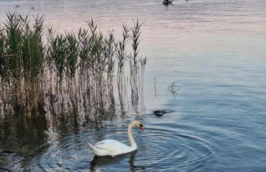 Il Campo sul Lago 1 - Foto 5