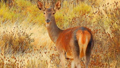 Casa del Ingeniero ,4 Hab 8 Pers 3 Chimeneas con horno,alberca - Foto 3