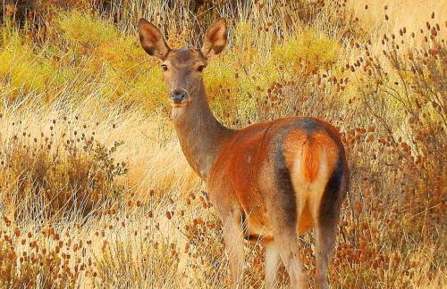 Casa del Ingeniero ,4 Hab 8 Pers 3 Chimeneas con horno,alberca - Foto 3