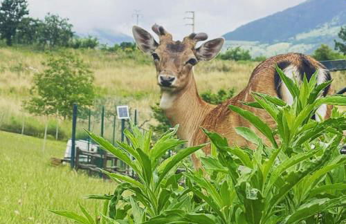 Agriturismo Tenuta del Daino - Foto 58