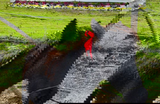 NaturaLove Glamping - Foto 5