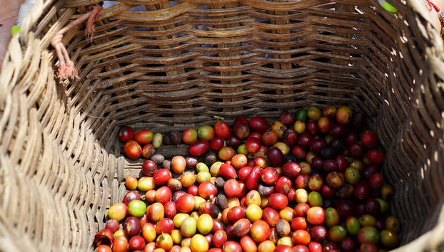 Café fraîchement récolté