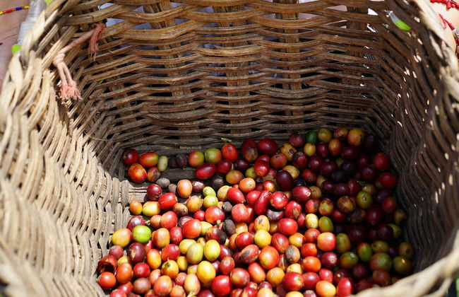 Tour do café por Medellín - Foto 5