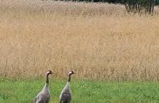 Kaszuby, dom kaszubski nad jeziorem Danielowa Dolina - Foto 80