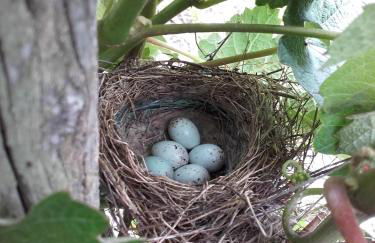 Ferienweingut Ulrike Thul - Foto 15