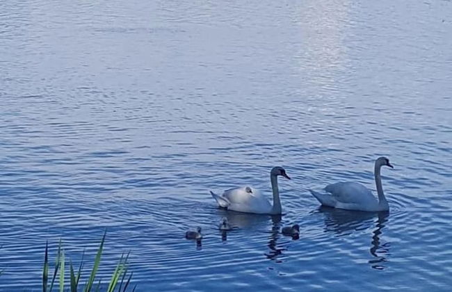 Holiday Village Anttoora - Anttooran Lomakylä - Foto 74