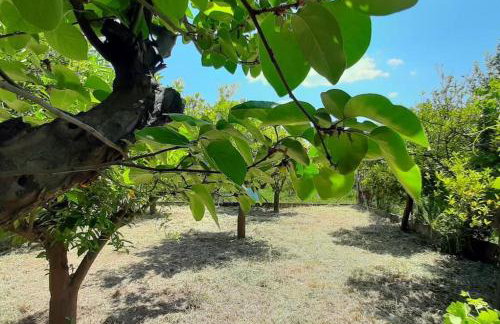 King AGIS 2 - Foto 36