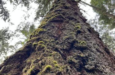 Blissful Solitude Cottage - Foto 53