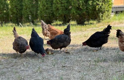 Wypoczynek na Mazurach U Sebka - Foto 31