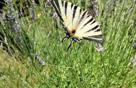 Vigna del Poggio - Foto 24