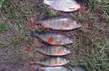 Haus Hollerbusch - Foto 36