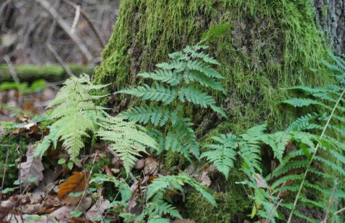 Jeżynowy Domek - Sulistrowice - Photo 35