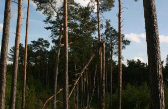 Bednarzówka - Foto 73