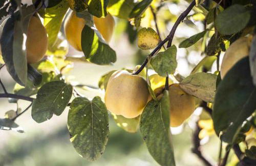 Azienda Agrituristica Alcastlè - Foto 54