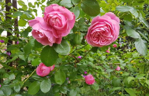 Ferienwohnung Hönnetal - Foto 16