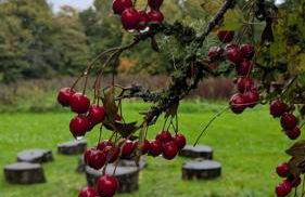 Luxury Shepherds Hut on Powis House Estate - Foto 25