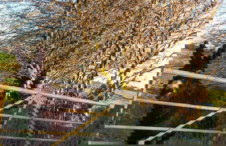 Inviting 2-bed Cottage in Newcastle Emlyn - Foto 11