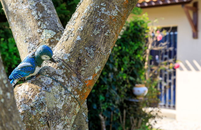 L'Oiseau Bleu - Foto 5