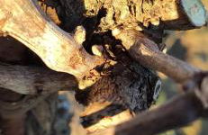 Agriturismo da Natalino - Foto 30