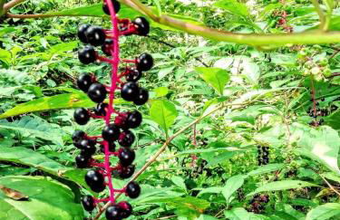 Secluded Watertree Tiny House near Old Hickory Lake – Private Deck, Trails & Breakfast - Foto 57