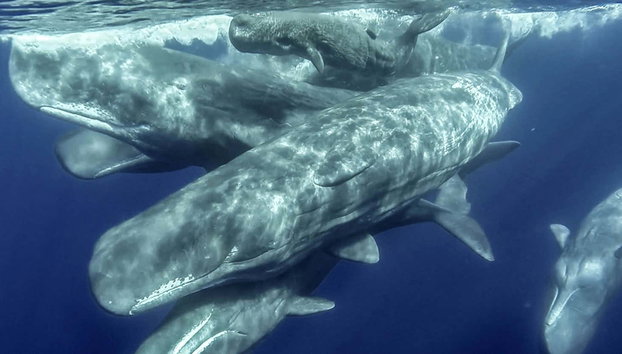 Observation de cétacés + Îlot de Vila Franca - Photo 3
