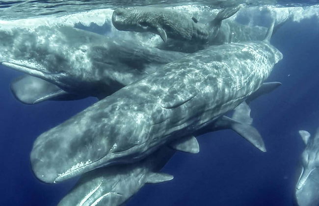 Avistamento de cetáceos + Ilhéu de Vila Franca - Foto 6