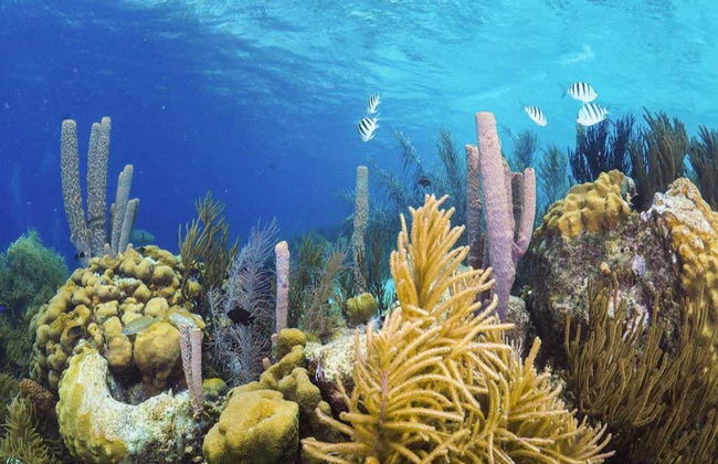 Snorkeling a Bonaire - Foto 7