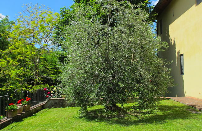 Corbezzolo - Foto 29