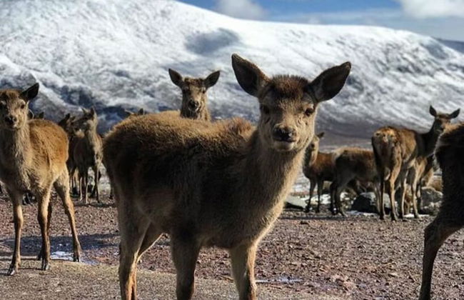 Cosy 2-bed House in Kinlochbervie - Foto 18