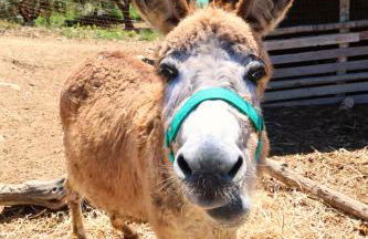 Terra di Ea - Foto 55