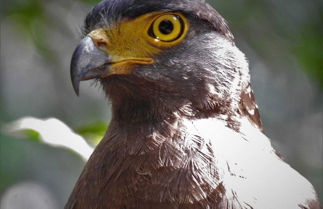 Wilpattu Tree House Hotel - Foto 64