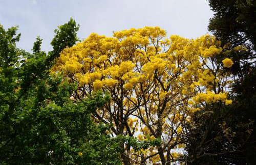 Quintal das Araucárias hospedagem - Foto 36