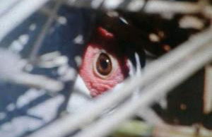 Romitorio di Castiglione del Lago - Photo 21