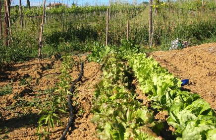 Agriturismo La Terra - Foto 38