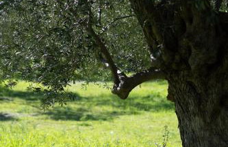 Tzànnou farm residence - Foto 62