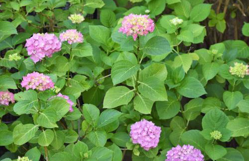 The House with the Hydrangeas - Foto 16