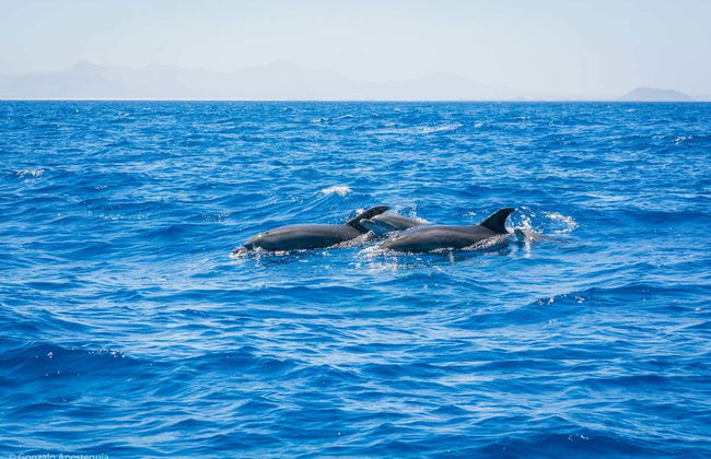Whale & Dolphin Watching in Puerto Calero - Photo 7