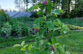 domek Lawendowy na wiejskiej - Foto 31